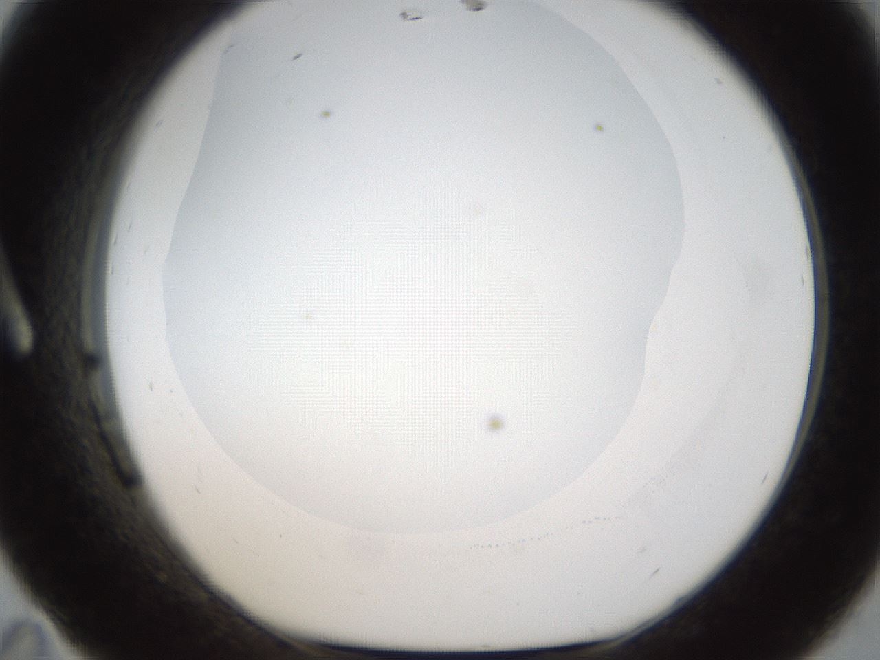 folderID286_plateID1286_batchID4278_wellNum11_profileID1_d1_r77570_ef.jpg