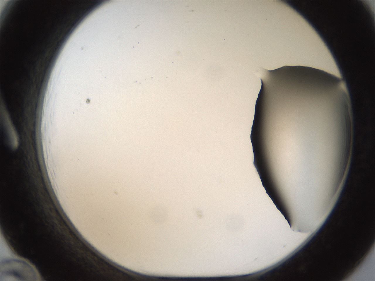 folderID286_plateID1286_batchID4278_wellNum12_profileID1_d1_r77571_ef.jpg