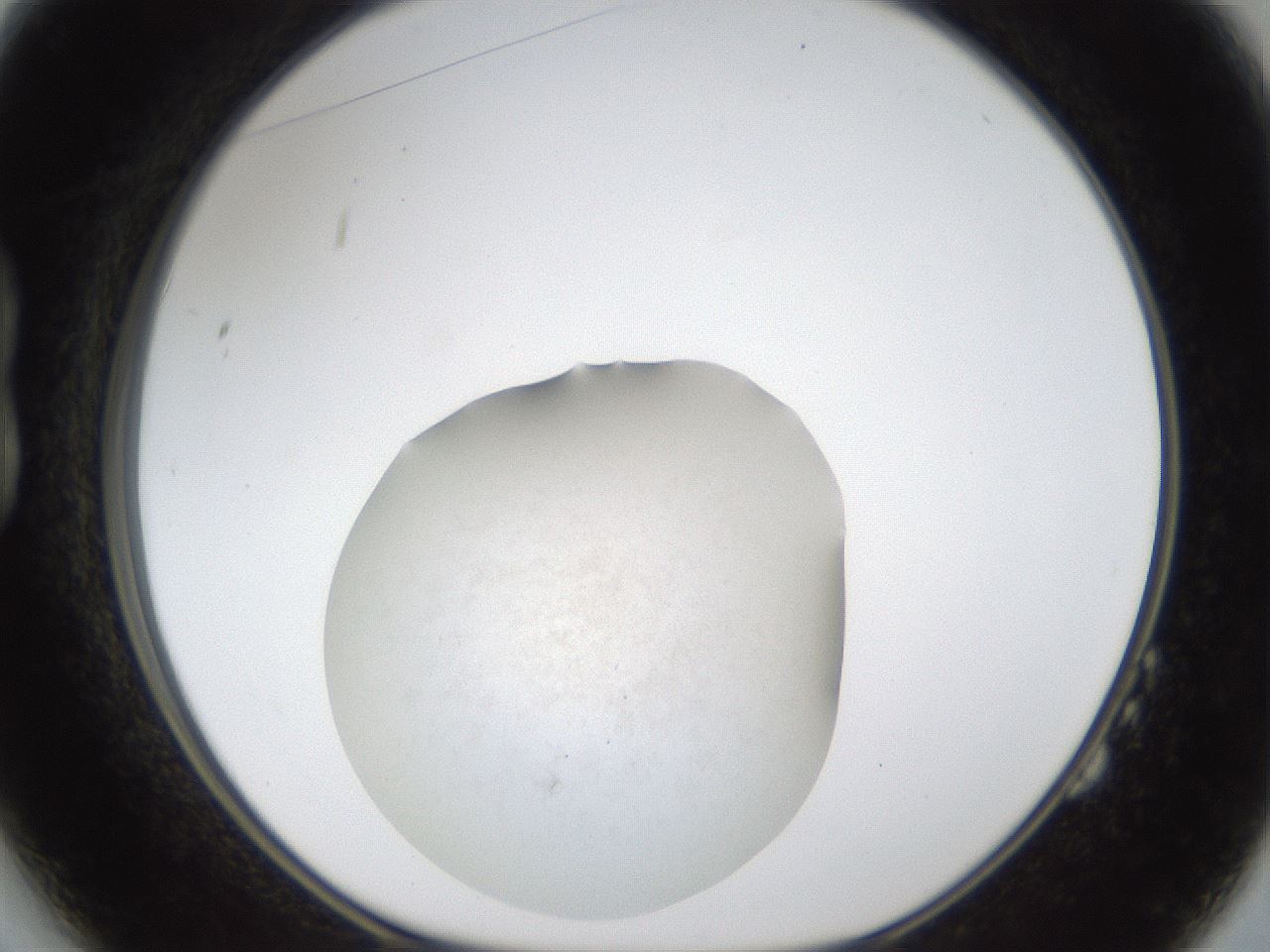 folderID286_plateID1286_batchID4278_wellNum14_profileID1_d1_r77573_ef.jpg