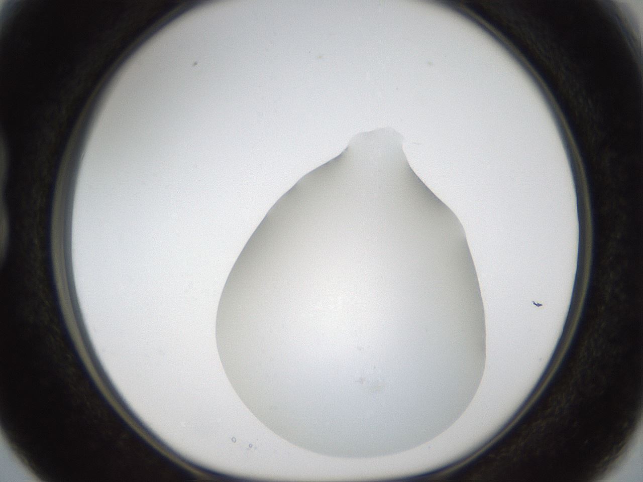 folderID286_plateID1286_batchID4278_wellNum15_profileID1_d1_r77574_ef.jpg