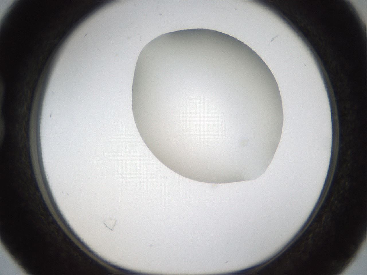 folderID286_plateID1286_batchID4278_wellNum16_profileID1_d1_r77575_ef.jpg