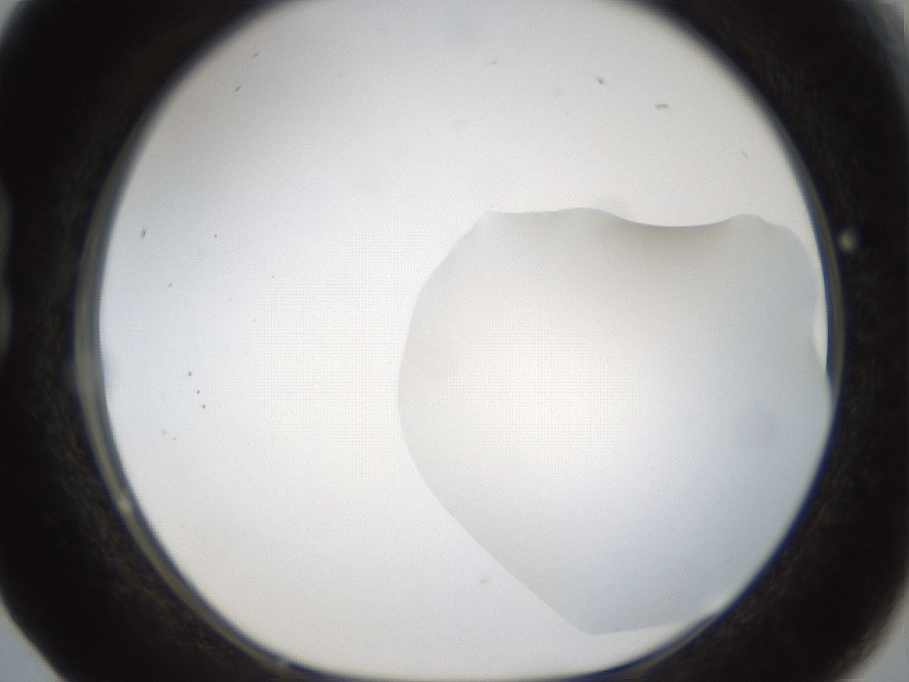 folderID286_plateID1286_batchID4278_wellNum17_profileID1_d1_r77576_ef.jpg