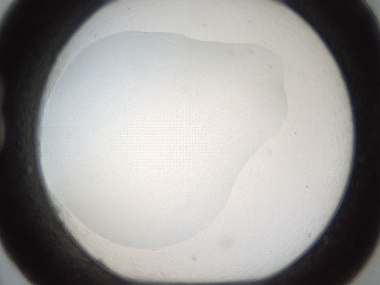 folderID286_plateID1286_batchID4278_wellNum20_profileID1_d1_r77579_ef.jpg