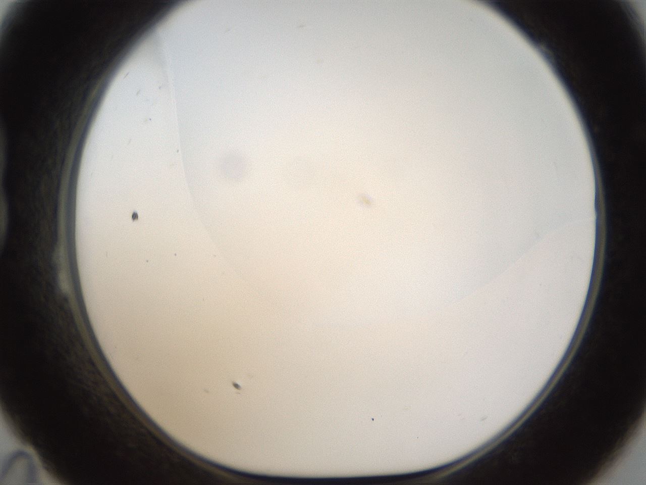 folderID286_plateID1286_batchID4278_wellNum23_profileID1_d1_r77582_ef.jpg