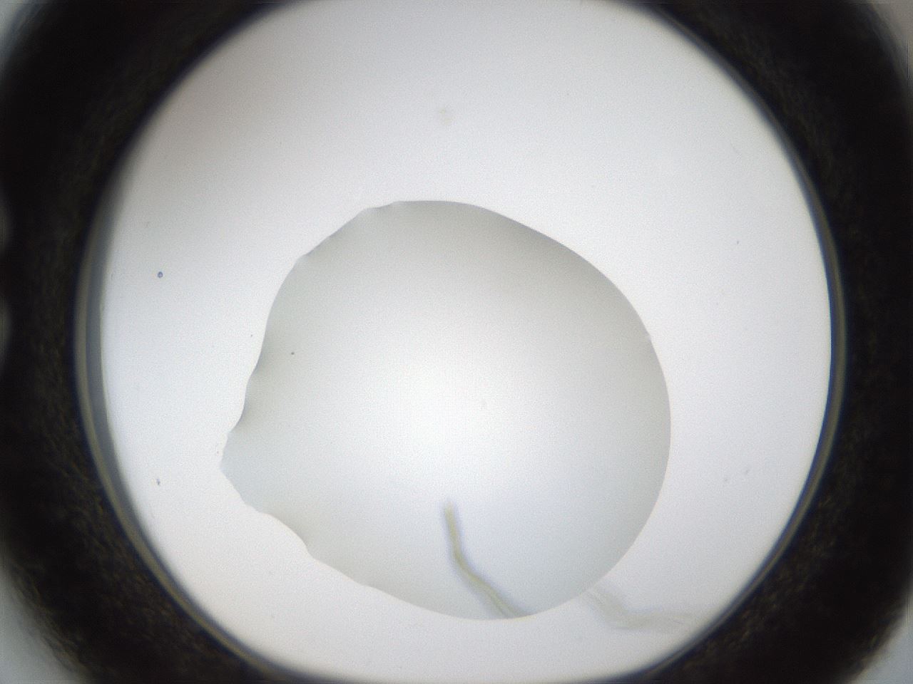 folderID286_plateID1286_batchID4278_wellNum27_profileID1_d1_r77586_ef.jpg