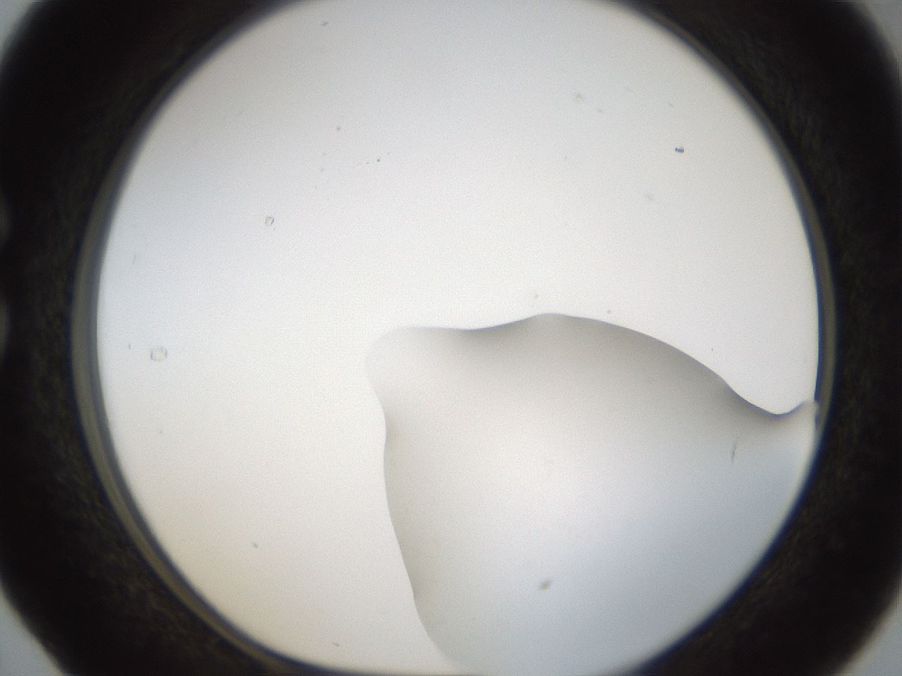 folderID286_plateID1286_batchID4278_wellNum29_profileID1_d1_r77588_ef.jpg