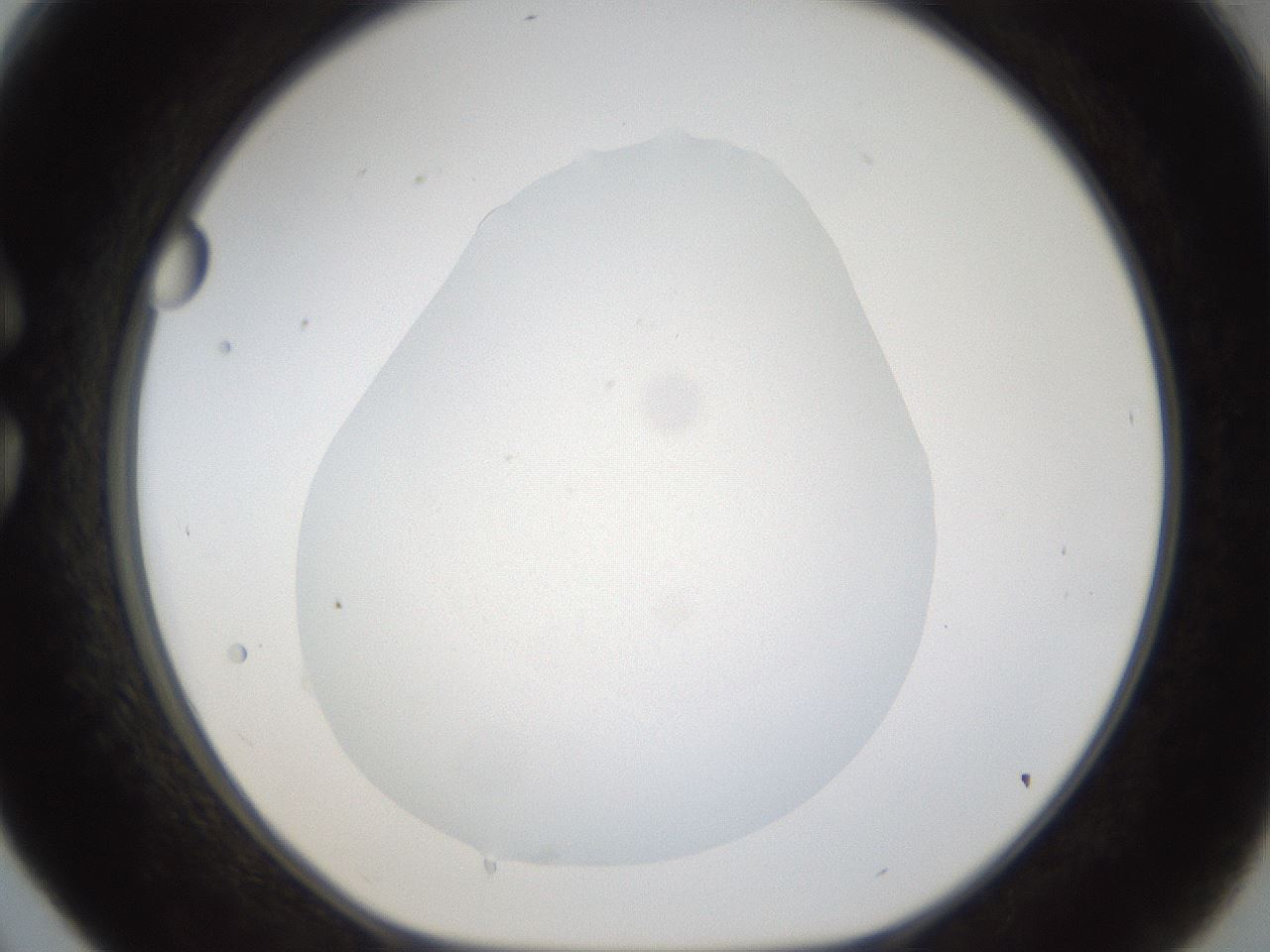 folderID286_plateID1286_batchID4278_wellNum30_profileID1_d1_r77589_ef.jpg