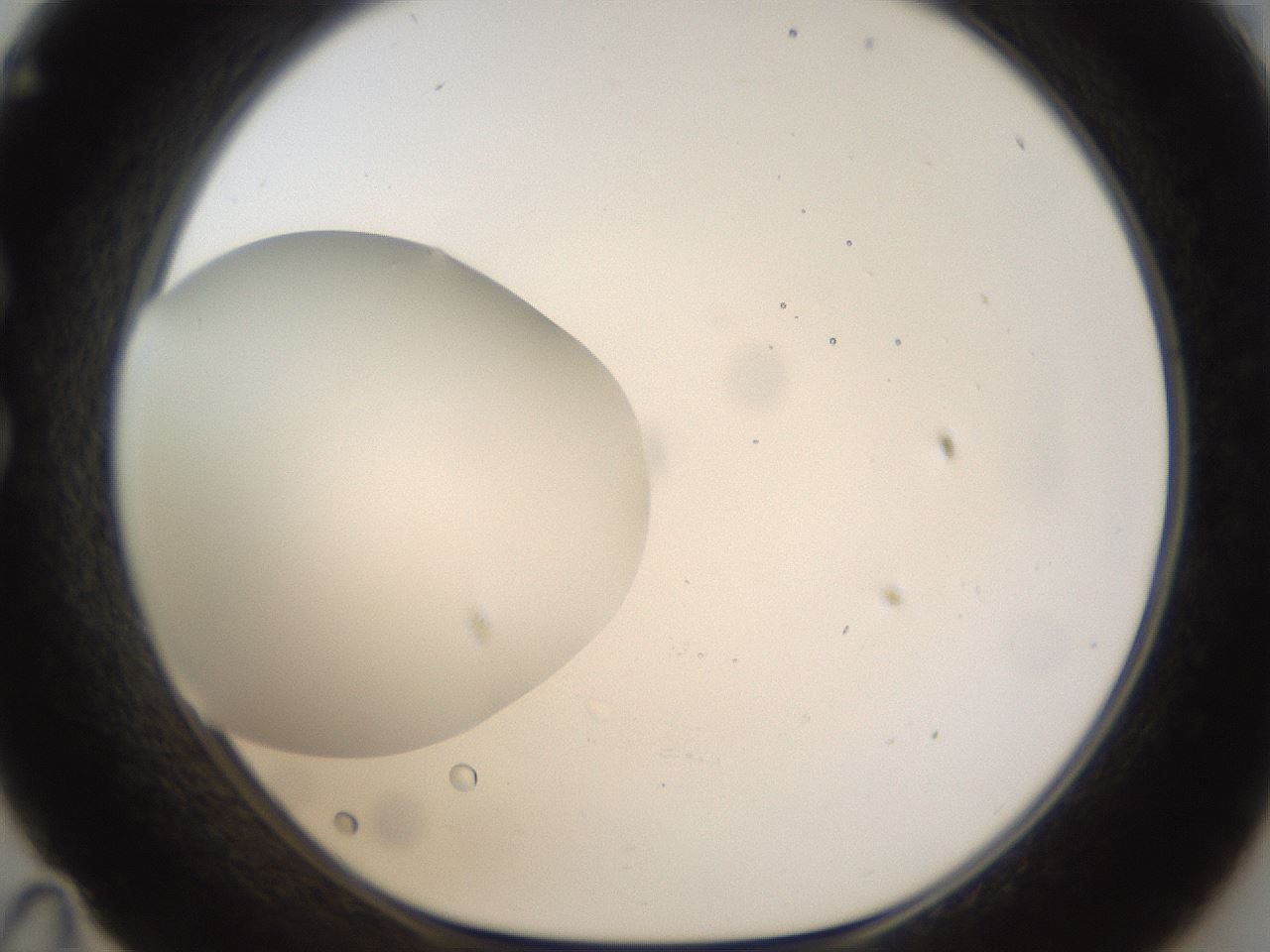 folderID286_plateID1286_batchID4278_wellNum35_profileID1_d1_r77594_ef.jpg