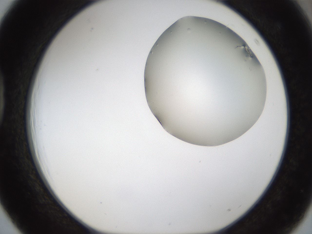 folderID286_plateID1286_batchID4278_wellNum39_profileID1_d1_r77598_ef.jpg