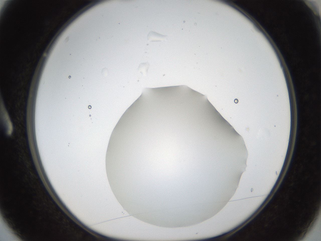 folderID286_plateID1286_batchID4278_wellNum3_profileID1_d1_r77562_ef.jpg