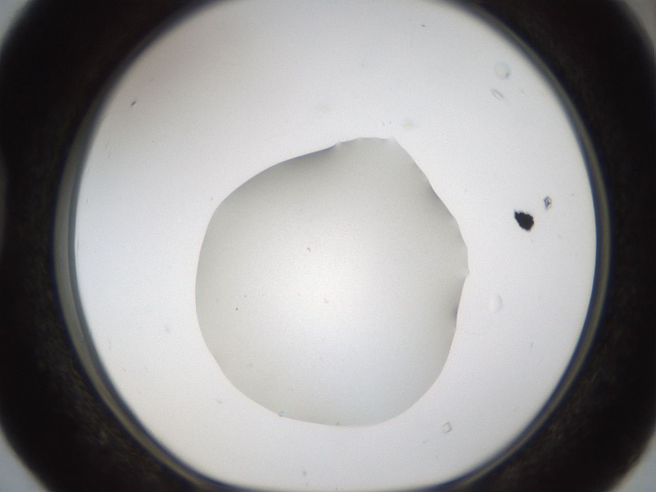 folderID286_plateID1286_batchID4278_wellNum40_profileID1_d1_r77599_ef.jpg