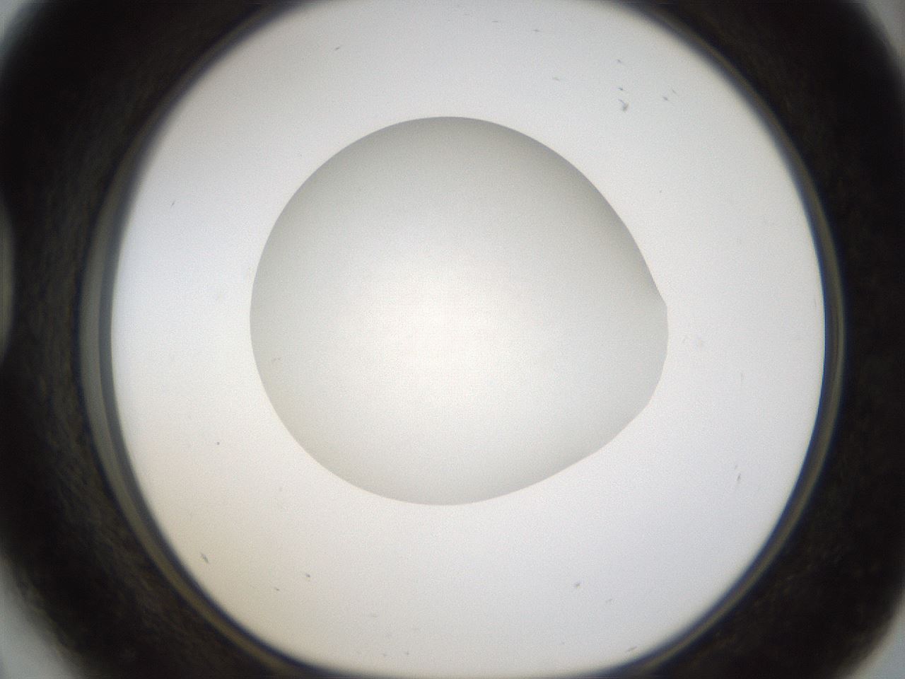 folderID286_plateID1286_batchID4278_wellNum41_profileID1_d1_r77600_ef.jpg