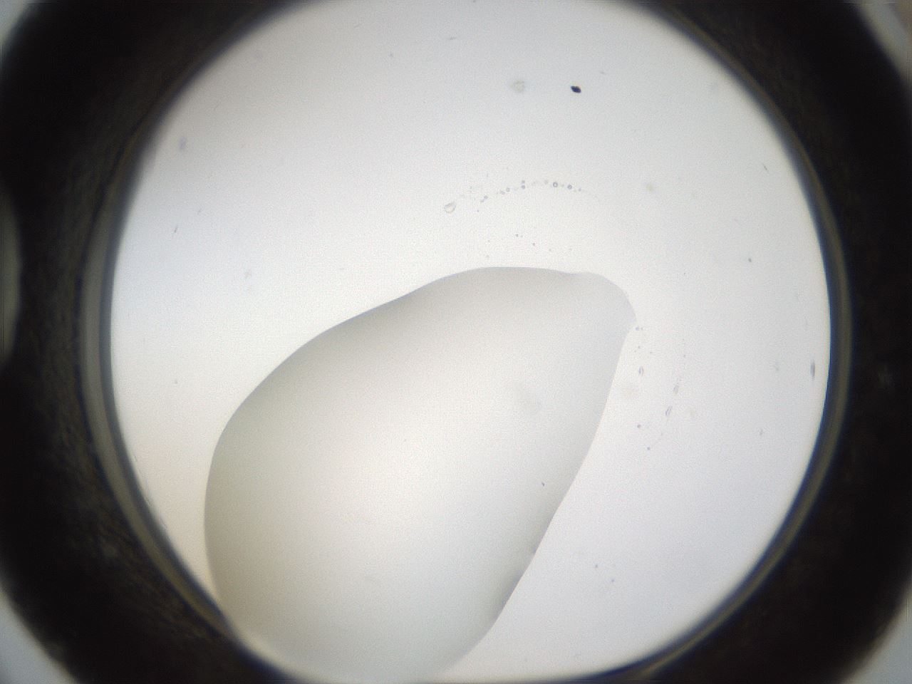 folderID286_plateID1286_batchID4278_wellNum42_profileID1_d1_r77601_ef.jpg