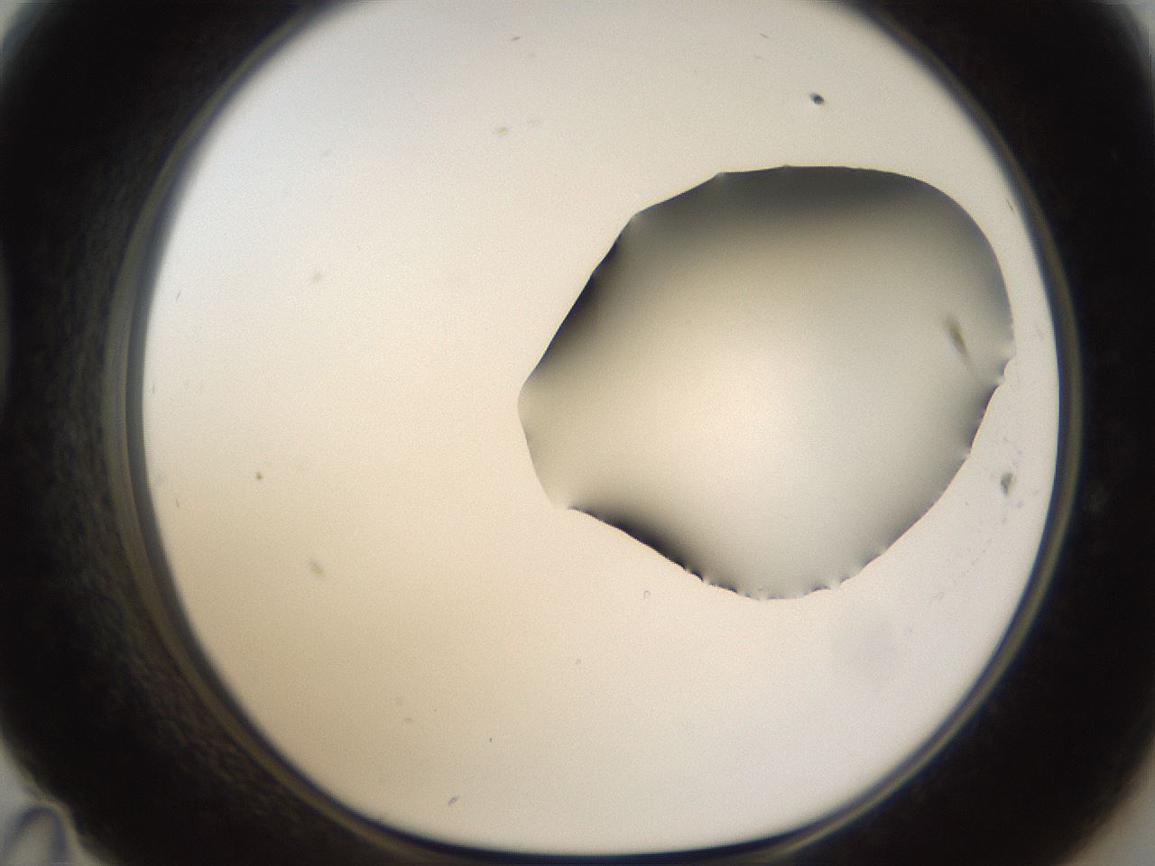 folderID286_plateID1286_batchID4278_wellNum47_profileID1_d1_r77606_ef.jpg