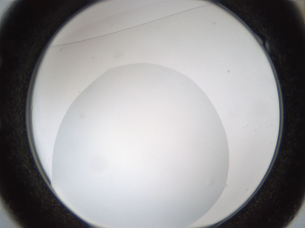 folderID286_plateID1286_batchID4278_wellNum49_profileID1_d1_r77608_ef.jpg