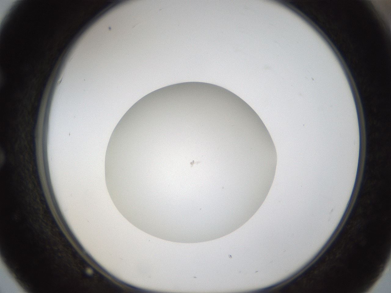 folderID286_plateID1286_batchID4278_wellNum51_profileID1_d1_r77610_ef.jpg