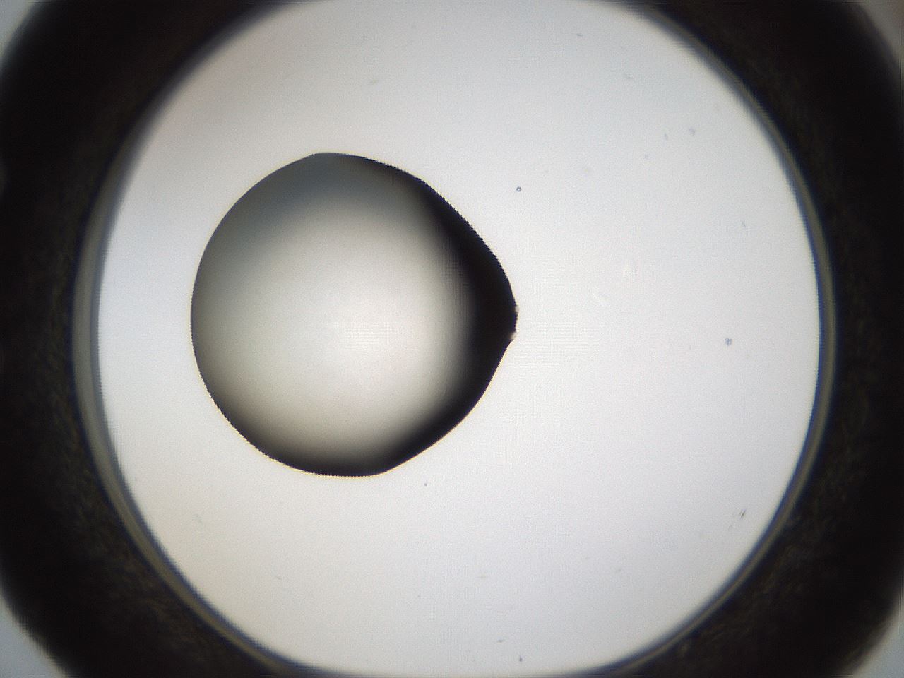 folderID286_plateID1286_batchID4278_wellNum52_profileID1_d1_r77611_ef.jpg