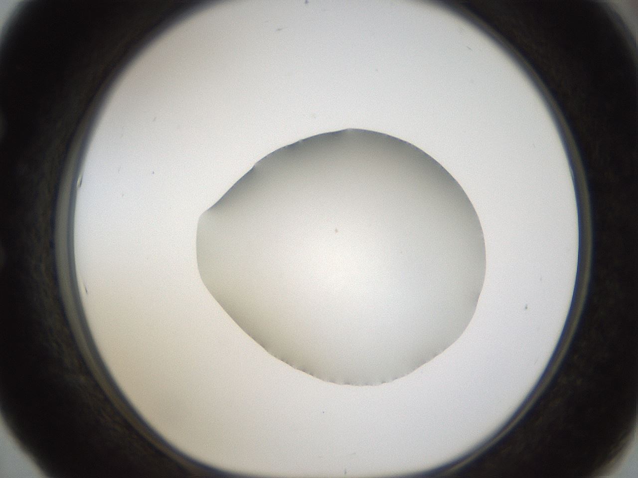 folderID286_plateID1286_batchID4278_wellNum53_profileID1_d1_r77612_ef.jpg