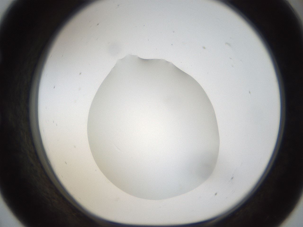 folderID286_plateID1286_batchID4278_wellNum55_profileID1_d1_r77614_ef.jpg