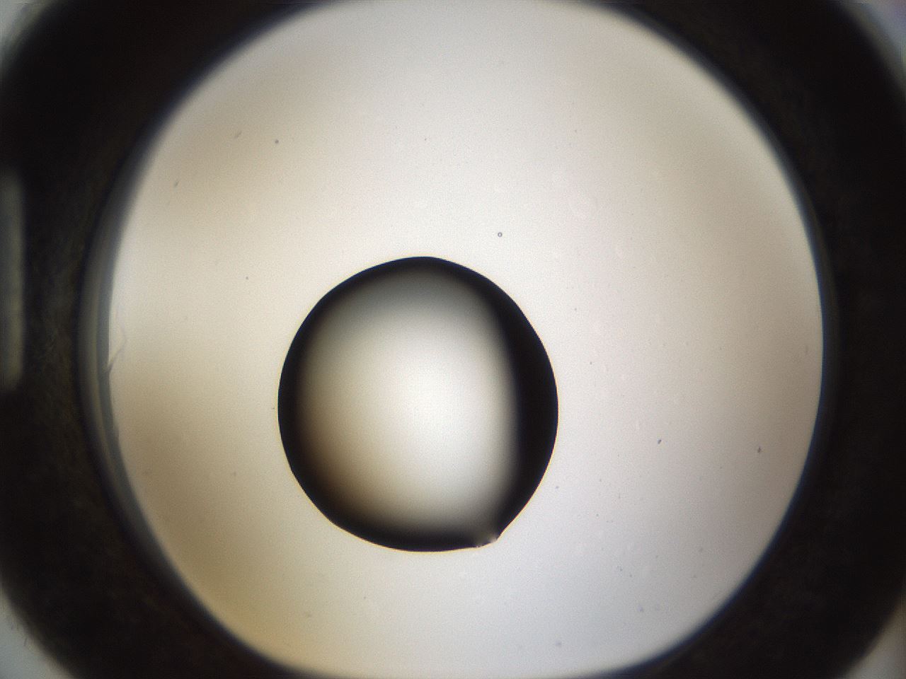 folderID286_plateID1286_batchID4278_wellNum90_profileID1_d1_r77649_ef.jpg