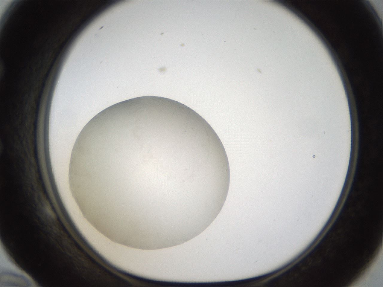 folderID286_plateID1286_batchID4278_wellNum58_profileID1_d1_r77617_ef.jpg