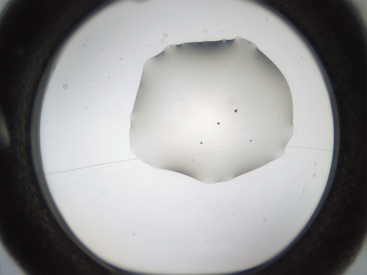 folderID286_plateID1286_batchID4278_wellNum5_profileID1_d1_r77564_ef.jpg
