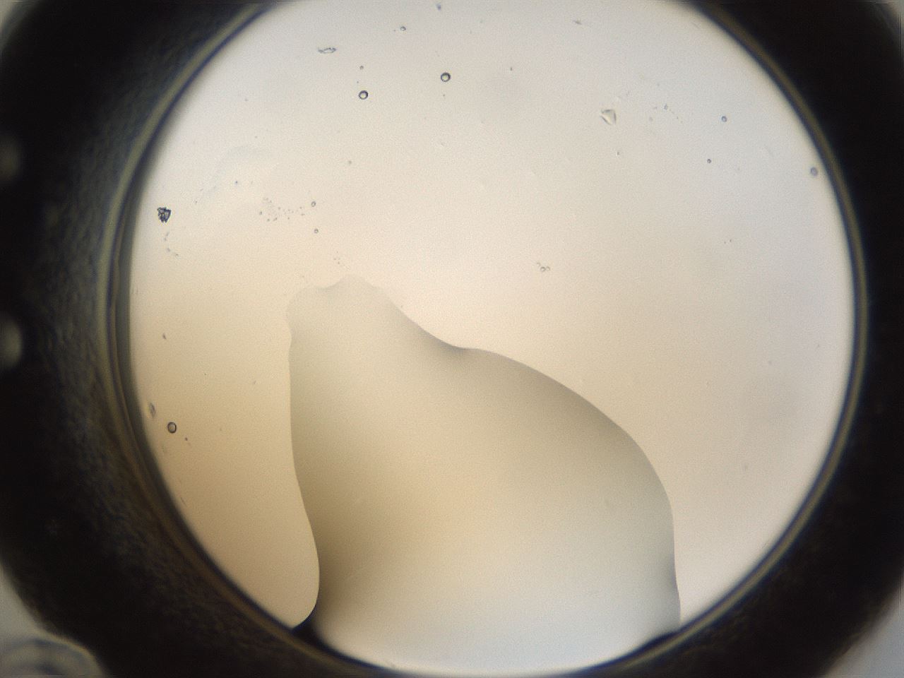 folderID286_plateID1286_batchID4278_wellNum60_profileID1_d1_r77619_ef.jpg