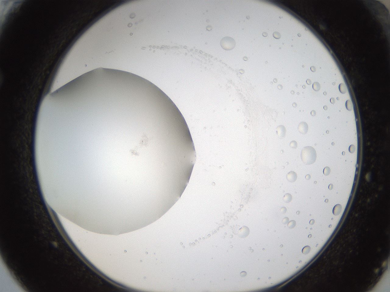 folderID286_plateID1286_batchID4278_wellNum61_profileID1_d1_r77620_ef.jpg