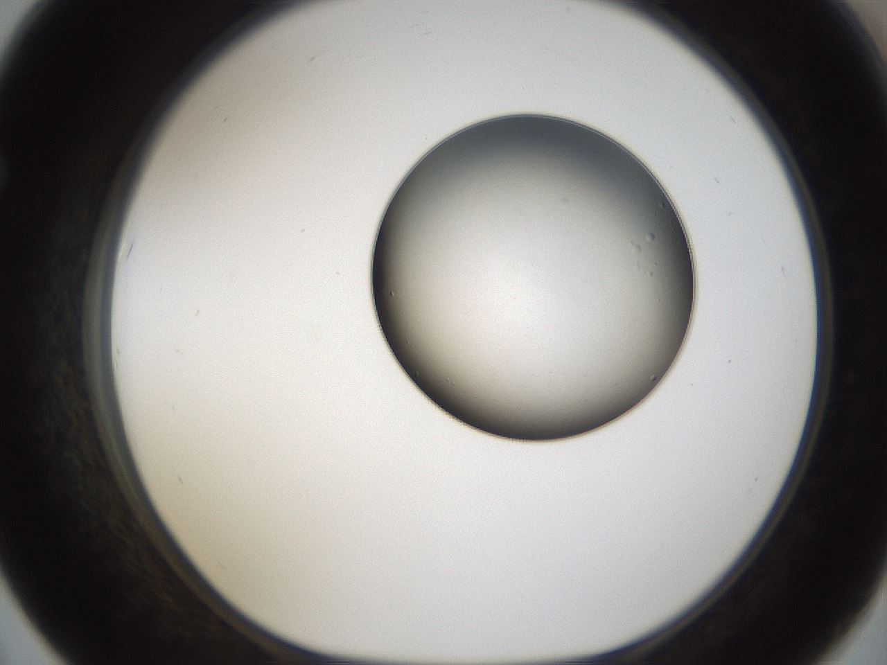 folderID286_plateID1286_batchID4278_wellNum67_profileID1_d1_r77626_ef.jpg