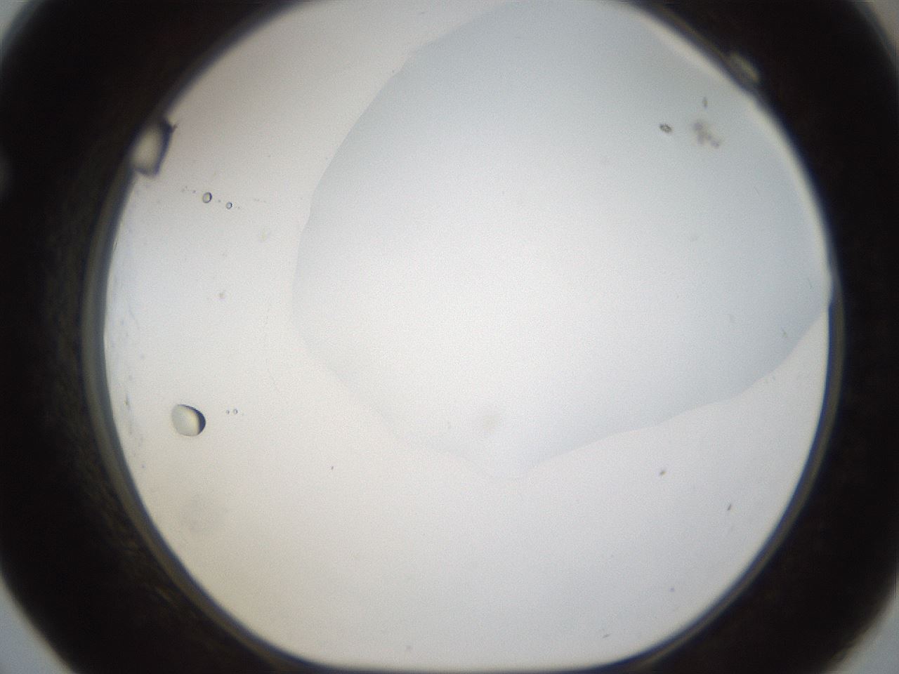 folderID286_plateID1286_batchID4278_wellNum69_profileID1_d1_r77628_ef.jpg