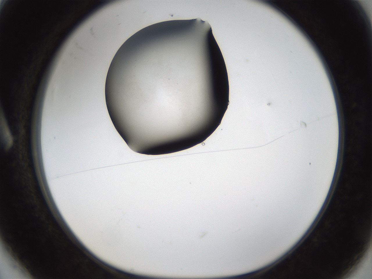folderID286_plateID1286_batchID4278_wellNum6_profileID1_d1_r77565_ef.jpg