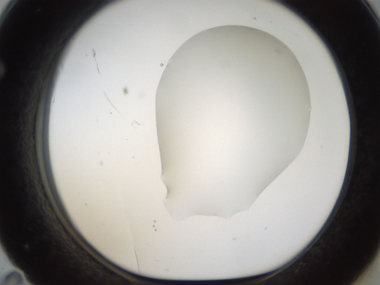 folderID286_plateID1286_batchID4278_wellNum71_profileID1_d1_r77630_ef.jpg