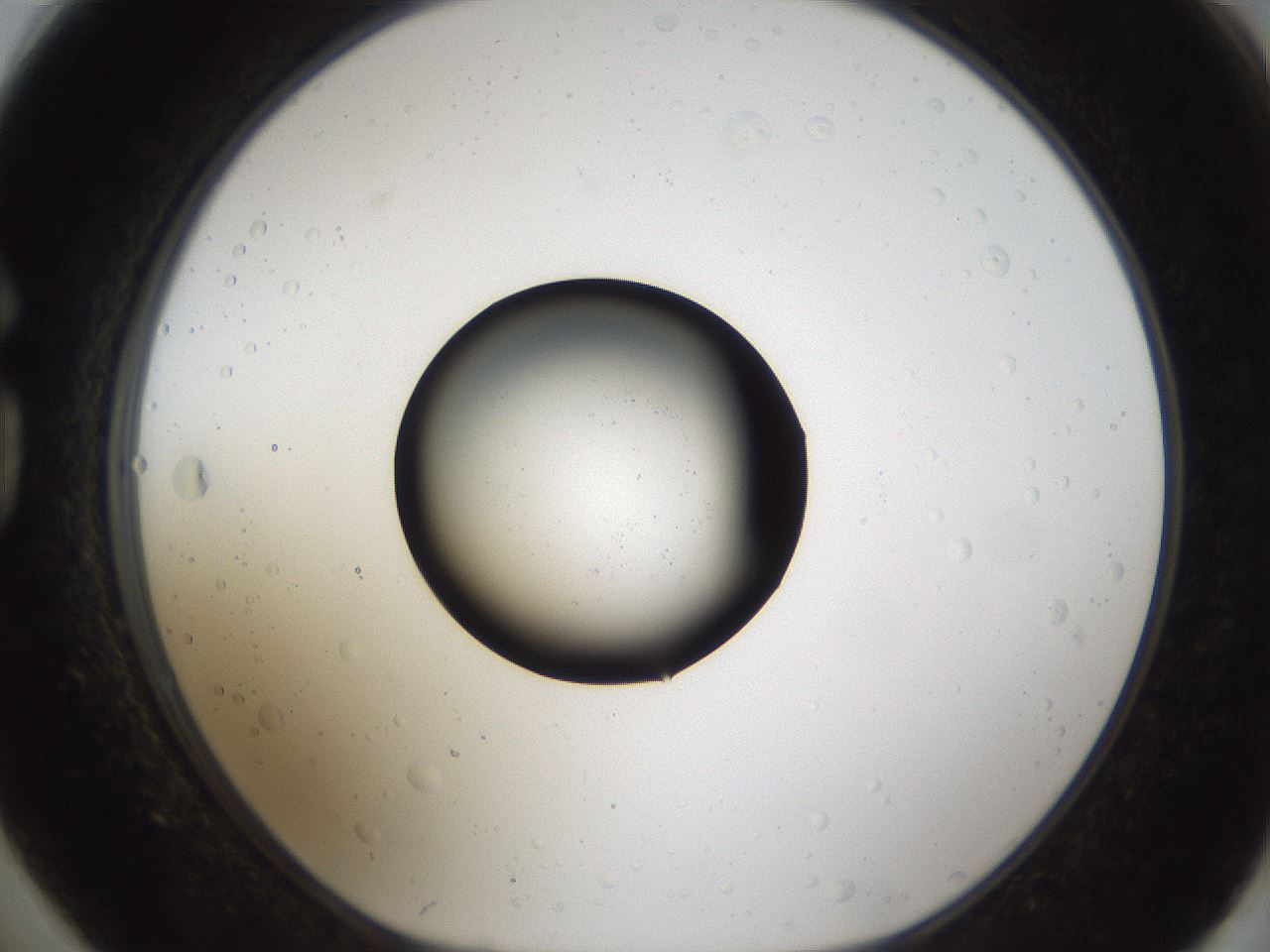 folderID286_plateID1286_batchID4278_wellNum74_profileID1_d1_r77633_ef.jpg