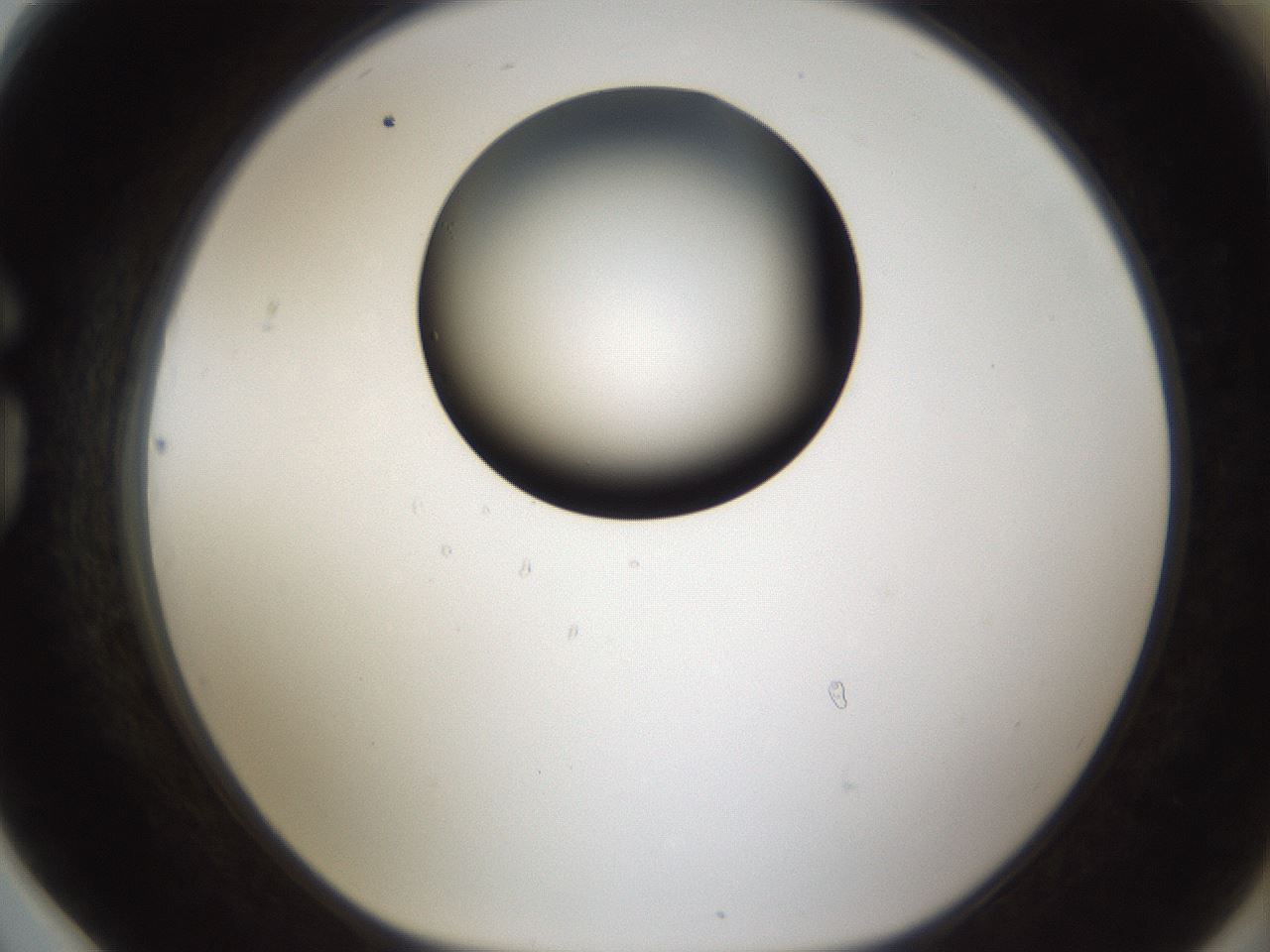 folderID286_plateID1286_batchID4278_wellNum78_profileID1_d1_r77637_ef.jpg