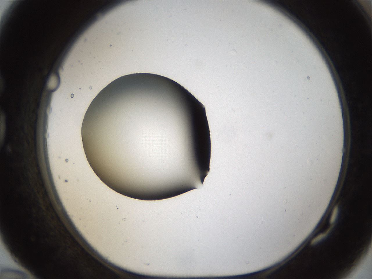folderID286_plateID1286_batchID4278_wellNum82_profileID1_d1_r77641_ef.jpg