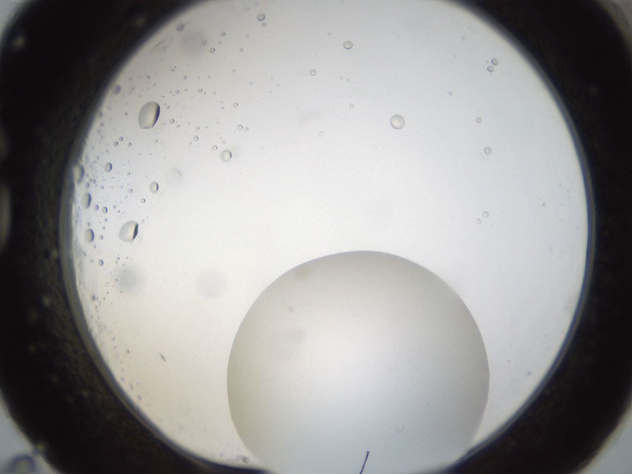 folderID286_plateID1286_batchID4278_wellNum83_profileID1_d1_r77642_ef.jpg