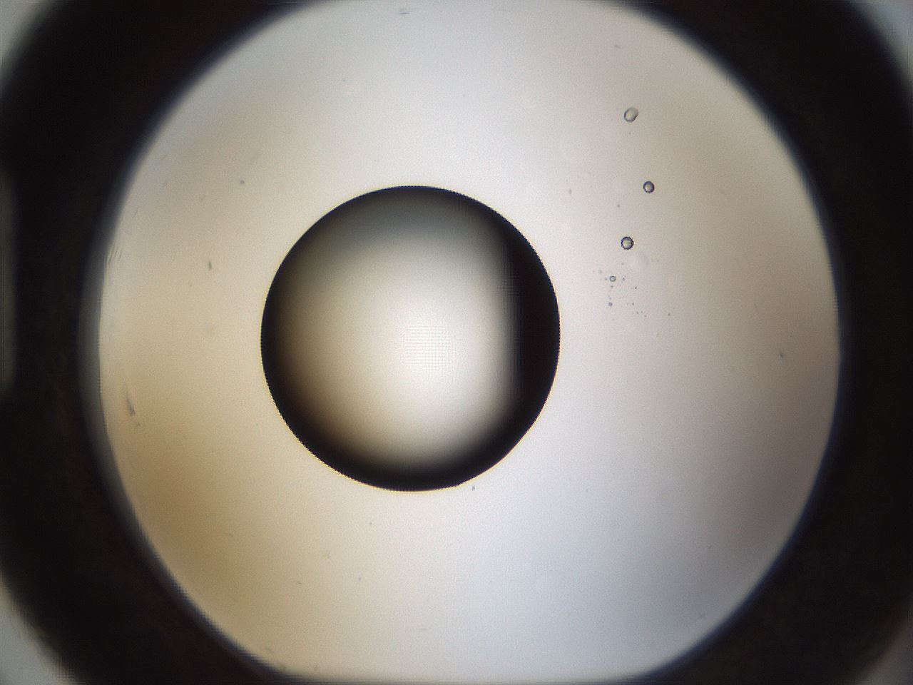 folderID286_plateID1286_batchID4278_wellNum91_profileID1_d1_r77650_ef.jpg