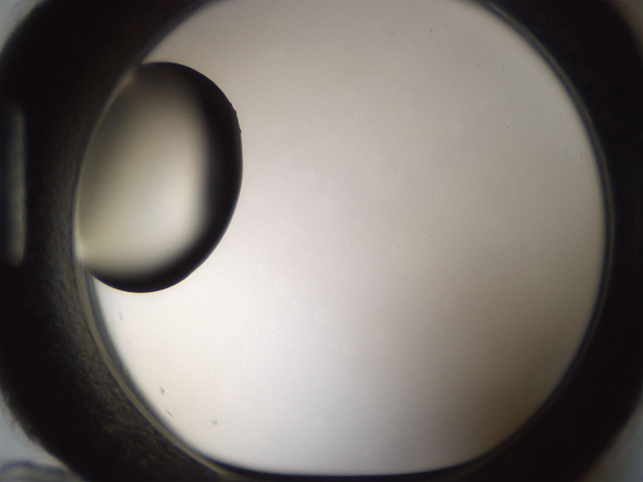 folderID286_plateID1286_batchID4278_wellNum96_profileID1_d1_r77655_ef.jpg