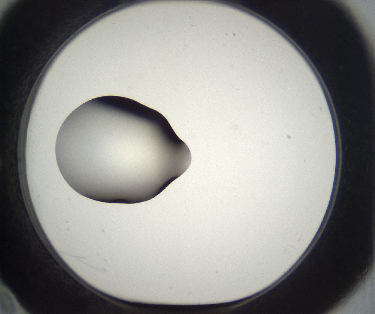 folderID286_plateID2286_batchID10841_wellNum10_profileID1_d1_r160471_ef.jpg