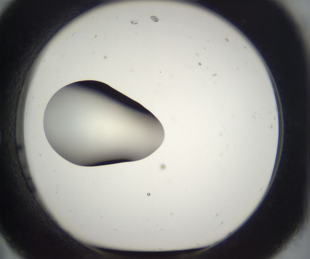 folderID286_plateID2286_batchID10841_wellNum11_profileID1_d1_r160472_ef.jpg