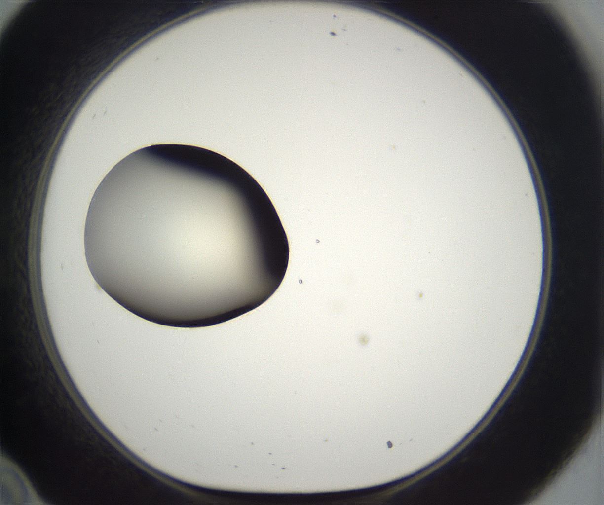 folderID286_plateID2286_batchID10841_wellNum34_profileID1_d1_r160495_ef.jpg
