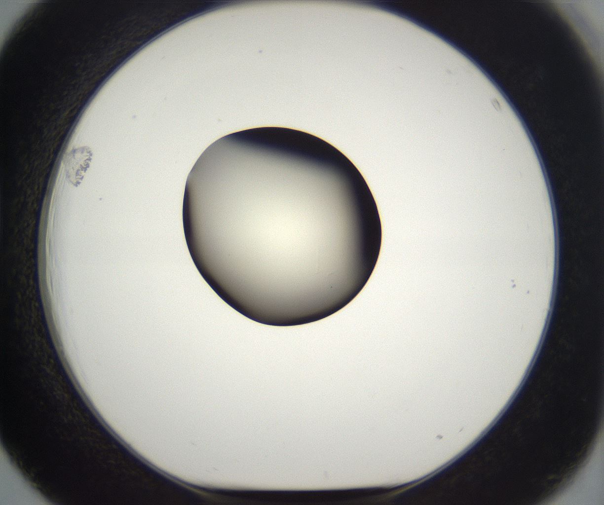 folderID286_plateID2286_batchID10841_wellNum39_profileID1_d1_r160500_ef.jpg