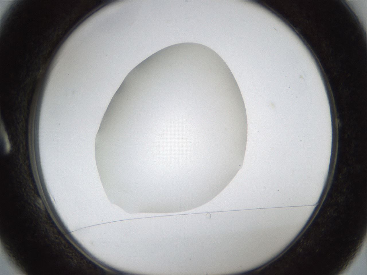 folderID287_plateID1287_batchID4273_wellNum1_profileID1_d1_r77176_ef.jpg