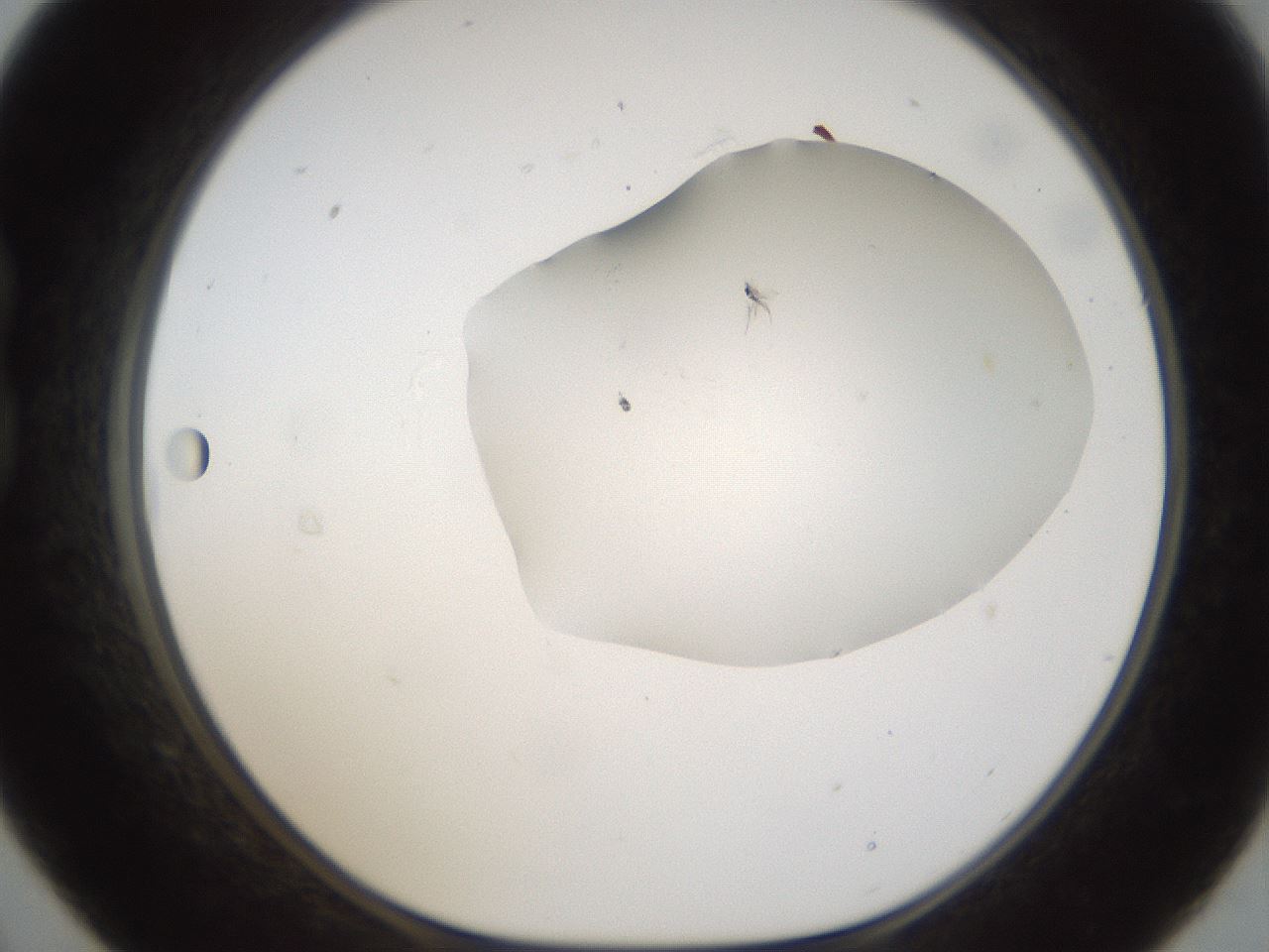 folderID287_plateID1287_batchID4273_wellNum21_profileID1_d1_r77196_ef.jpg