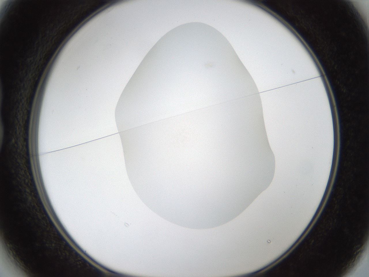 folderID287_plateID1287_batchID4273_wellNum13_profileID1_d1_r77188_ef.jpg
