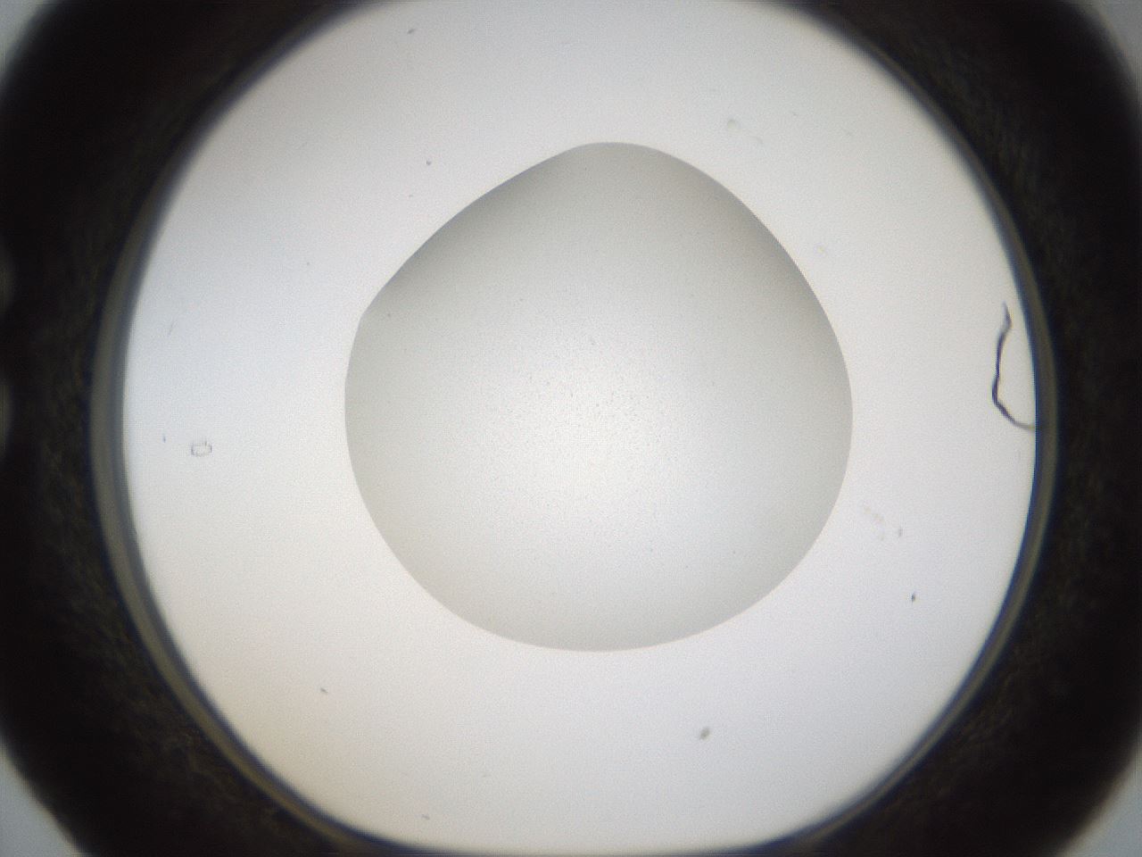 folderID287_plateID1287_batchID4273_wellNum29_profileID1_d1_r77204_ef.jpg