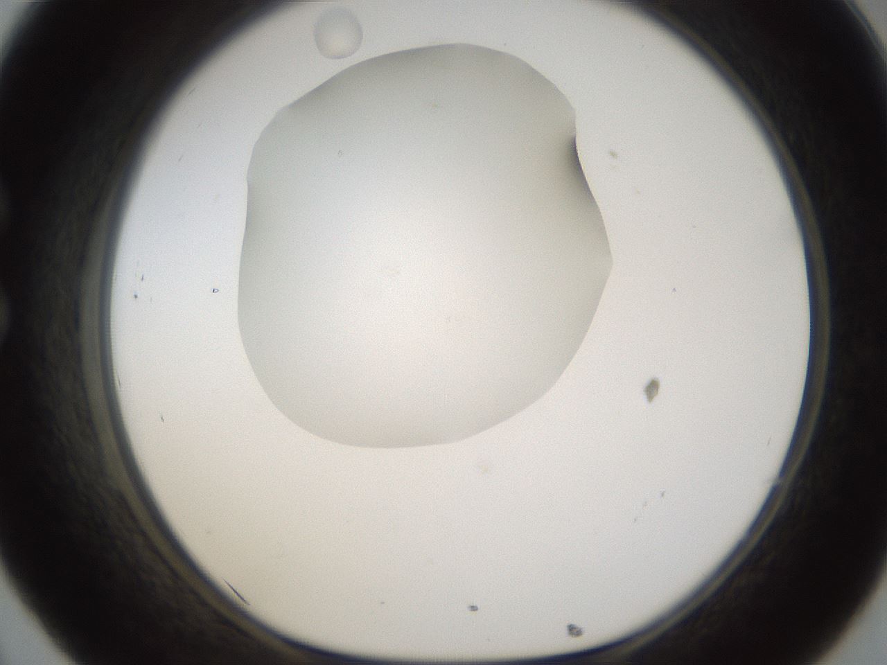 folderID287_plateID1287_batchID4273_wellNum32_profileID1_d1_r77207_ef.jpg