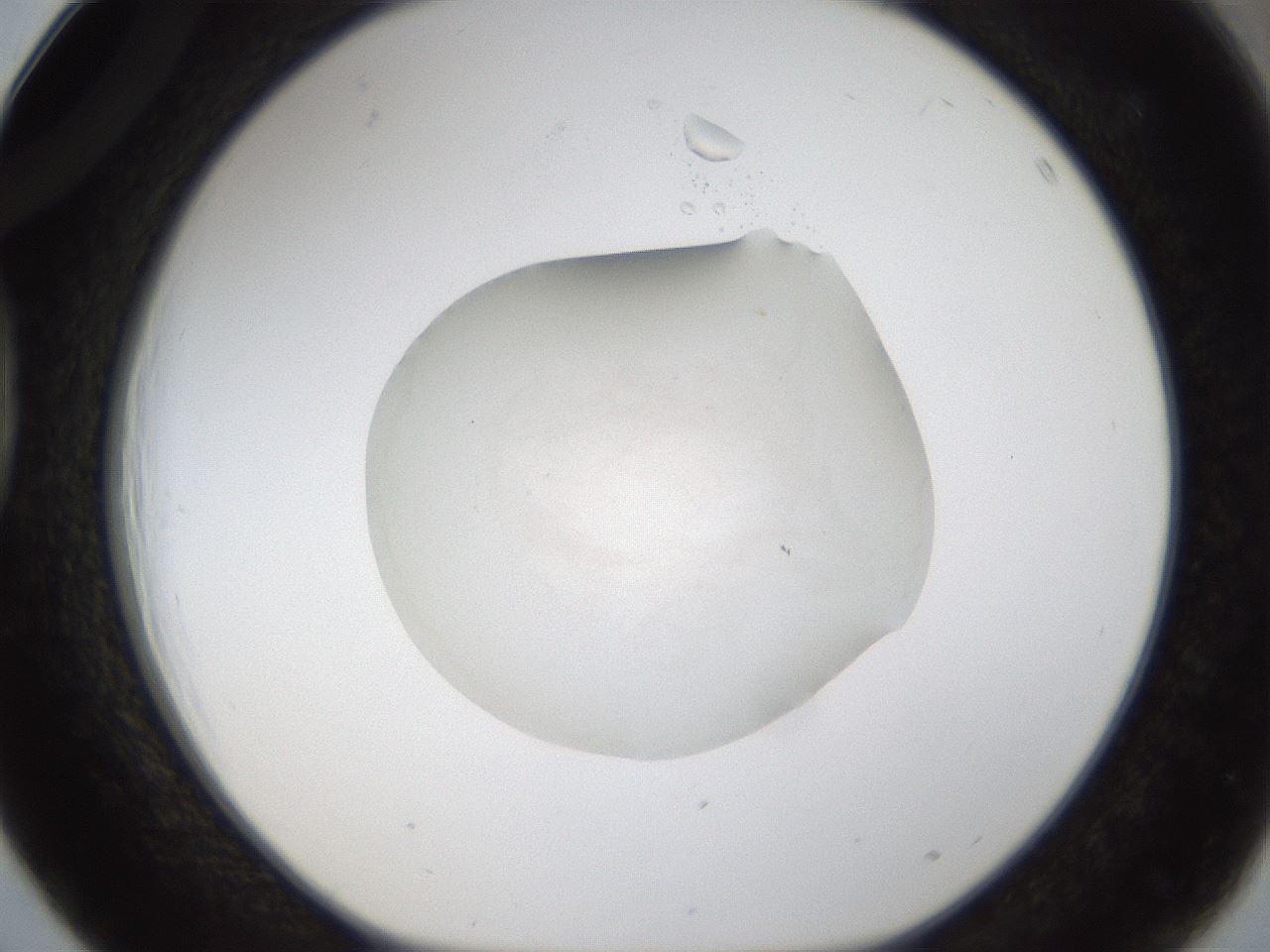 folderID287_plateID1287_batchID4273_wellNum39_profileID1_d1_r77214_ef.jpg