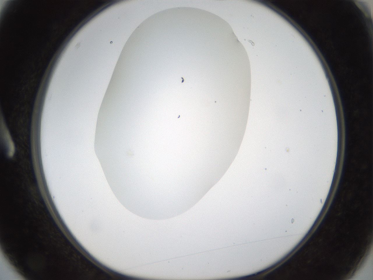 folderID287_plateID1287_batchID4273_wellNum3_profileID1_d1_r77178_ef.jpg