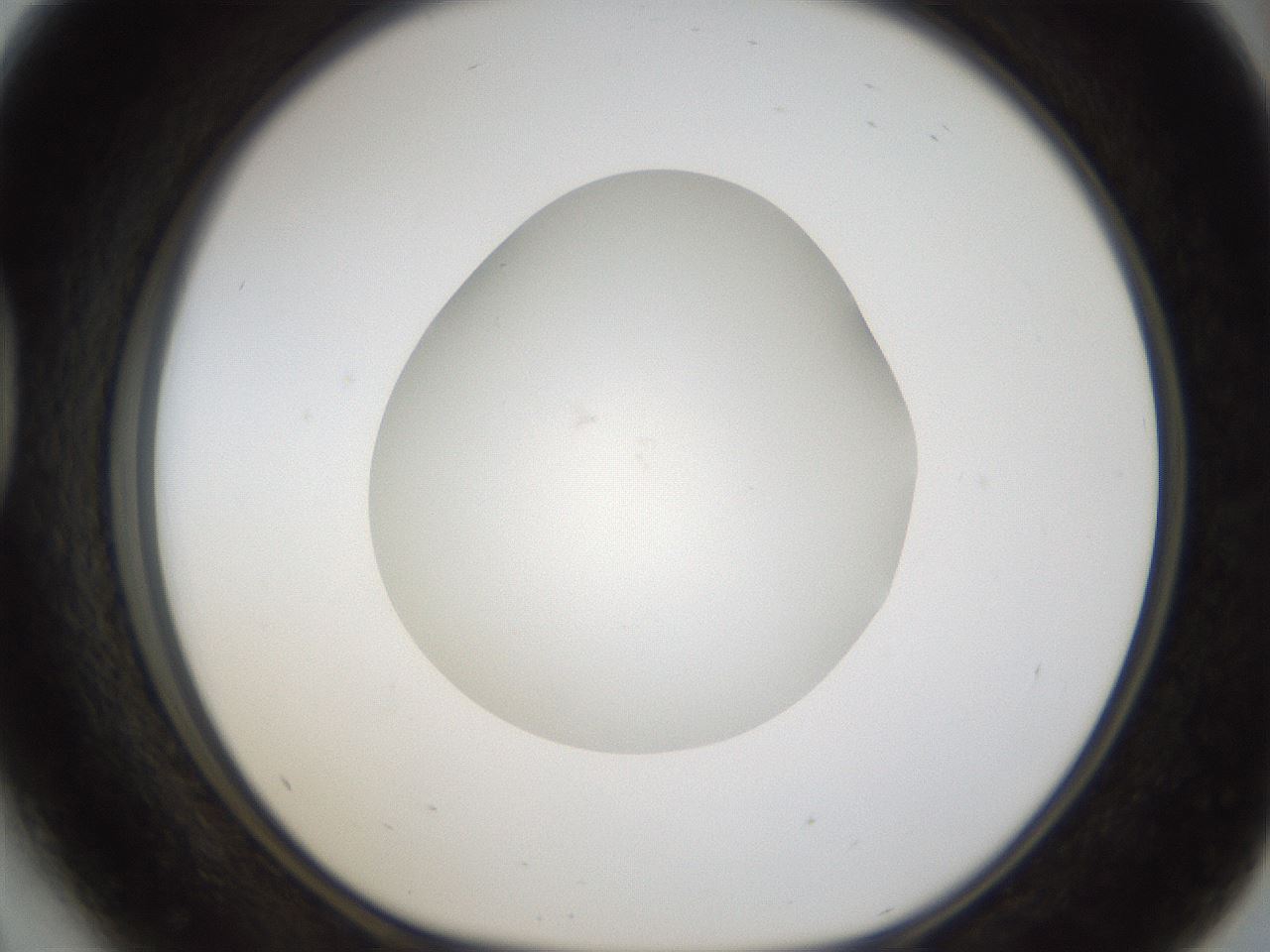 folderID287_plateID1287_batchID4273_wellNum41_profileID1_d1_r77216_ef.jpg